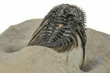 Spiny Leonaspis Trilobite - Large, Spectacular Specimen #244251-4